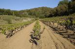Photo de vignes sur la commune de Collobrières dans le Massif des Maures
