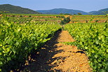 Photo de vignes en Provence dans le Massif des Maures. Var.