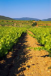 vignes du massif des maures var