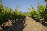 vignes  collobrires maures