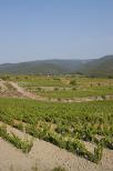 vignes du massif des maures photo