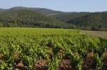 vignes de collobrires