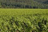 champs de vignes