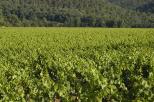 champs de vignes