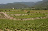 paysage de vignes dans le var provence