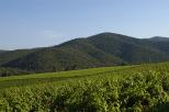 vignes et collines maures