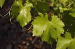 feuilles de vignes photo