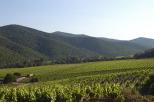 vignes massif des maures