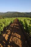 vignes collobrires