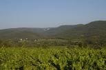 vignes provence massif des maures