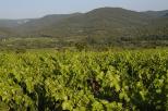 vignes collobrires provence var