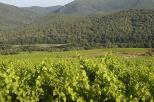 vignes collobrires provence