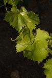photo de feuilles de vignes