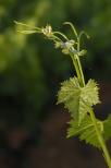 image feuille de vigne