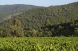 vignes massif des maures