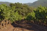 vignes du massif des maures