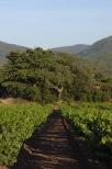 vignes collobrieres massif des maures