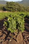 vignes collobrires provence