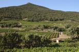 photo de vignes massif des maures