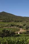 photo de vignes massif des maures