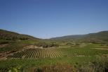 paysage de vignes massif des maures