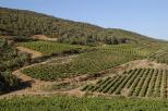 vignes maures provence