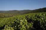 vignes collobrires massif des maures