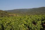 vignes en provence