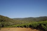 vignes en provence