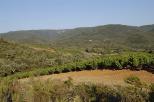 vignes du massif des maures