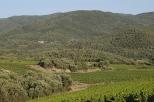 vignes du massif des maures