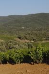 vignes provence massif des maures