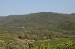 vignes fort maures