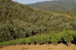 vignes massif des maures