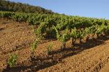 Image of vines in Collobrieres - Provence