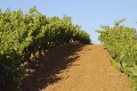 Photo d'un champ de vignes en Provence dans le Massif des Maures