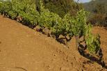 vignes massif des maures