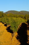 photo de vignes dans la massif des maures