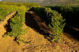 ranges de vignes