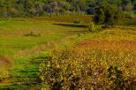 Photograph of an autumn landscape in Cogolin vineyard