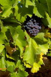 raisin et feuilles de vignes