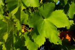 Photo of green leaves in Provence vineyard