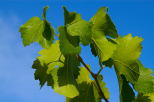 Picture with green vines leaves on a blue sky background