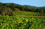 Photo des vignes du massif des maures