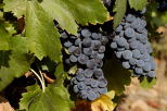 Photo of red grapes and green leaves in Provence vineyard