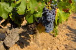 photo de grappes de raisin sur un pied de vigne