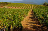 Photo of a colorful vineyard landscape in Collobrieres