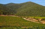 vignes du massif des maures