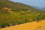 photo des vignes du massif des maures