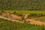 image des vignes du massif des maures